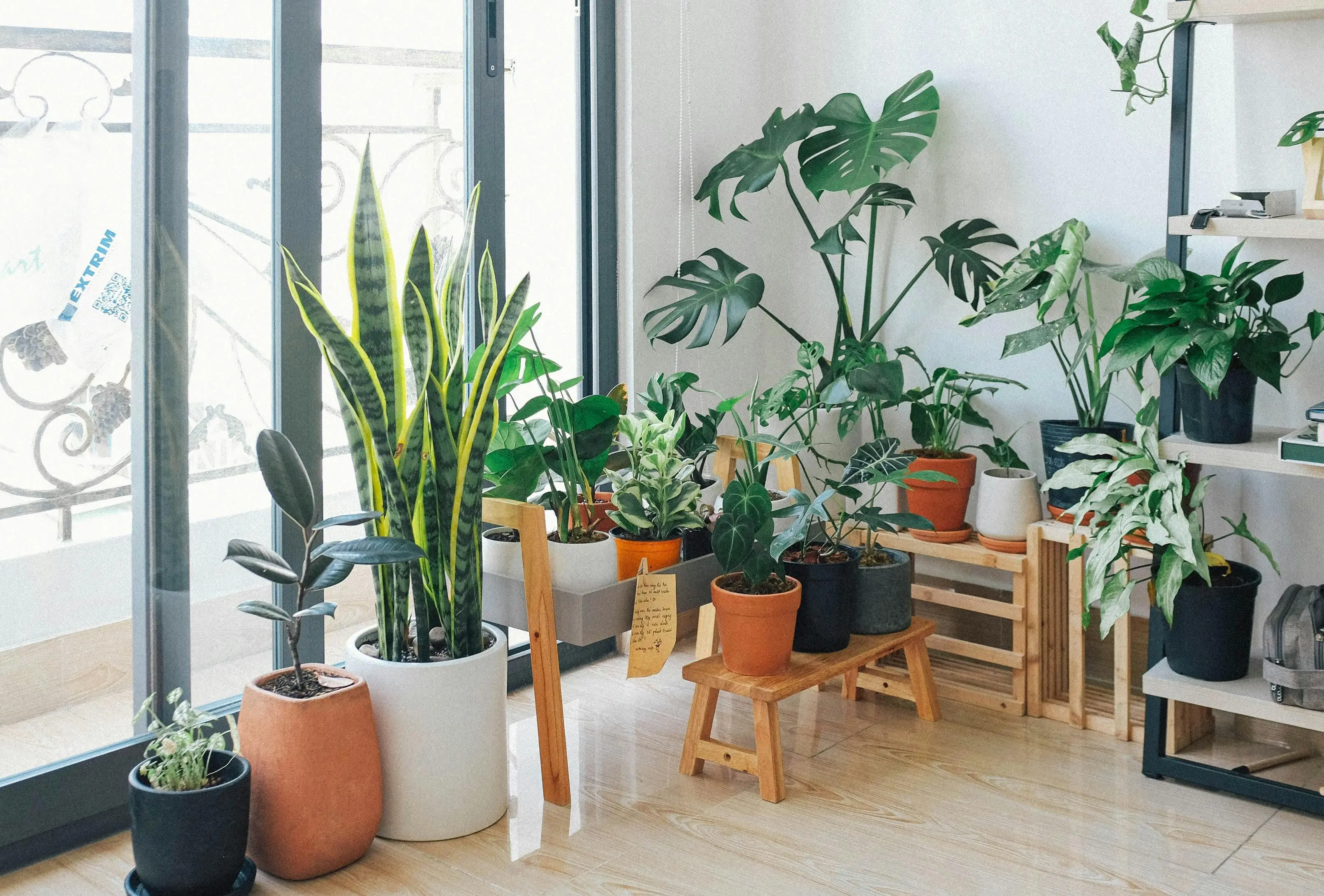 Для поліпшення сну та зменшення стресу: ось які кімнатні рослини мають бути у вас вдома.